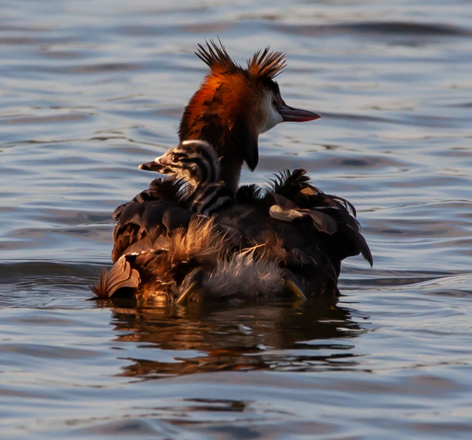 150-600mm F5-6.3 DG OS HSM | Contemporary 015 sample photo. Great crested grebe, great photography