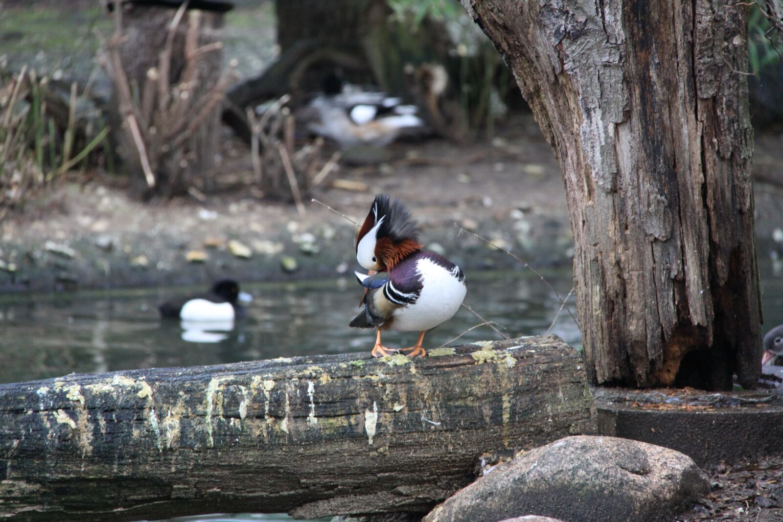 Canon EOS 50D sample photo. Birds, zoo photography