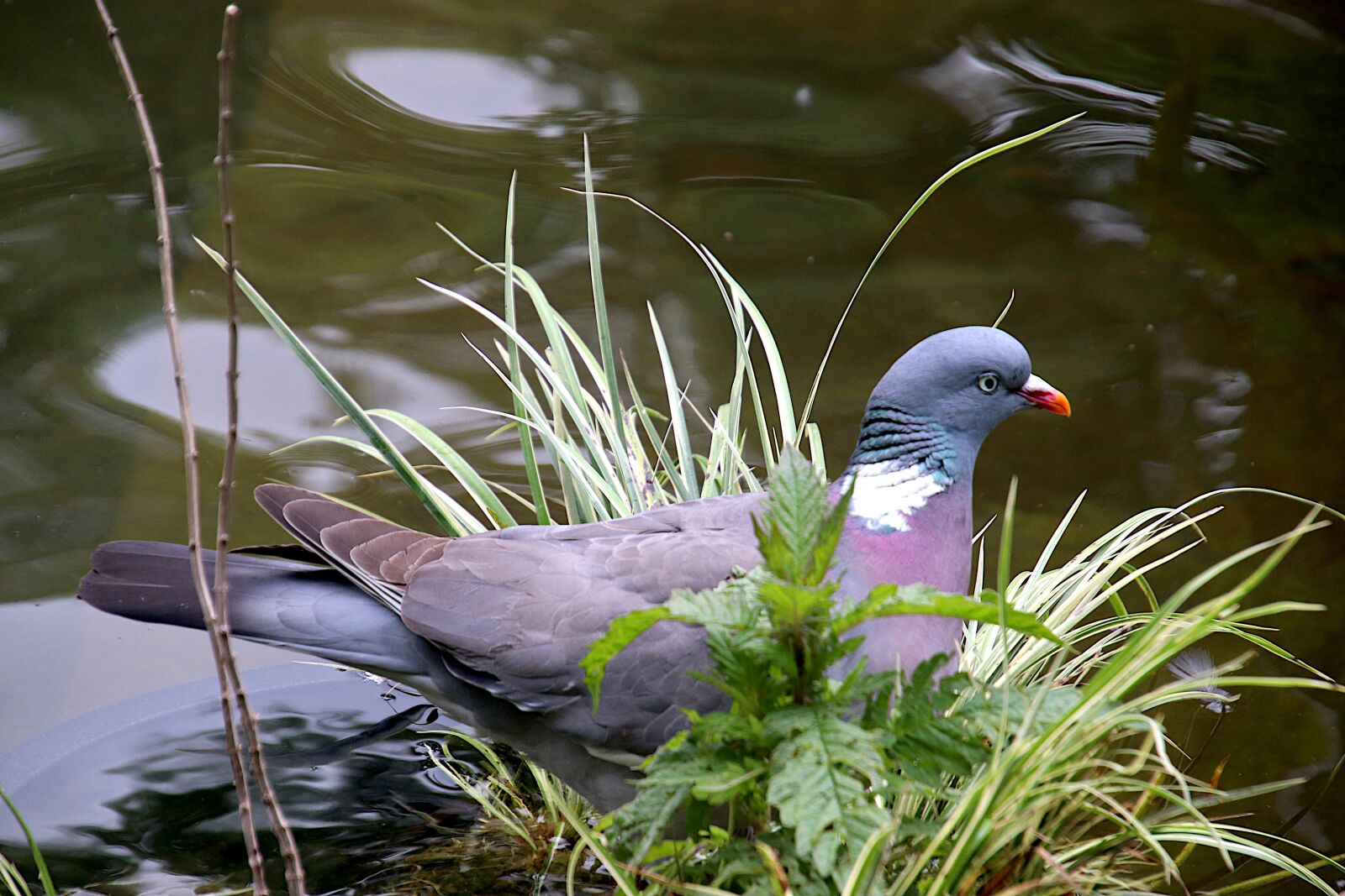 Canon EOS 800D (EOS Rebel T7i / EOS Kiss X9i) sample photo. Pigeon, birds, color grey photography
