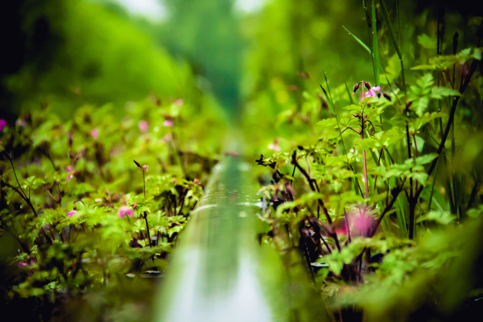 Canon EOS 600D (Rebel EOS T3i / EOS Kiss X5) sample photo. Nature, plant, rain, track photography