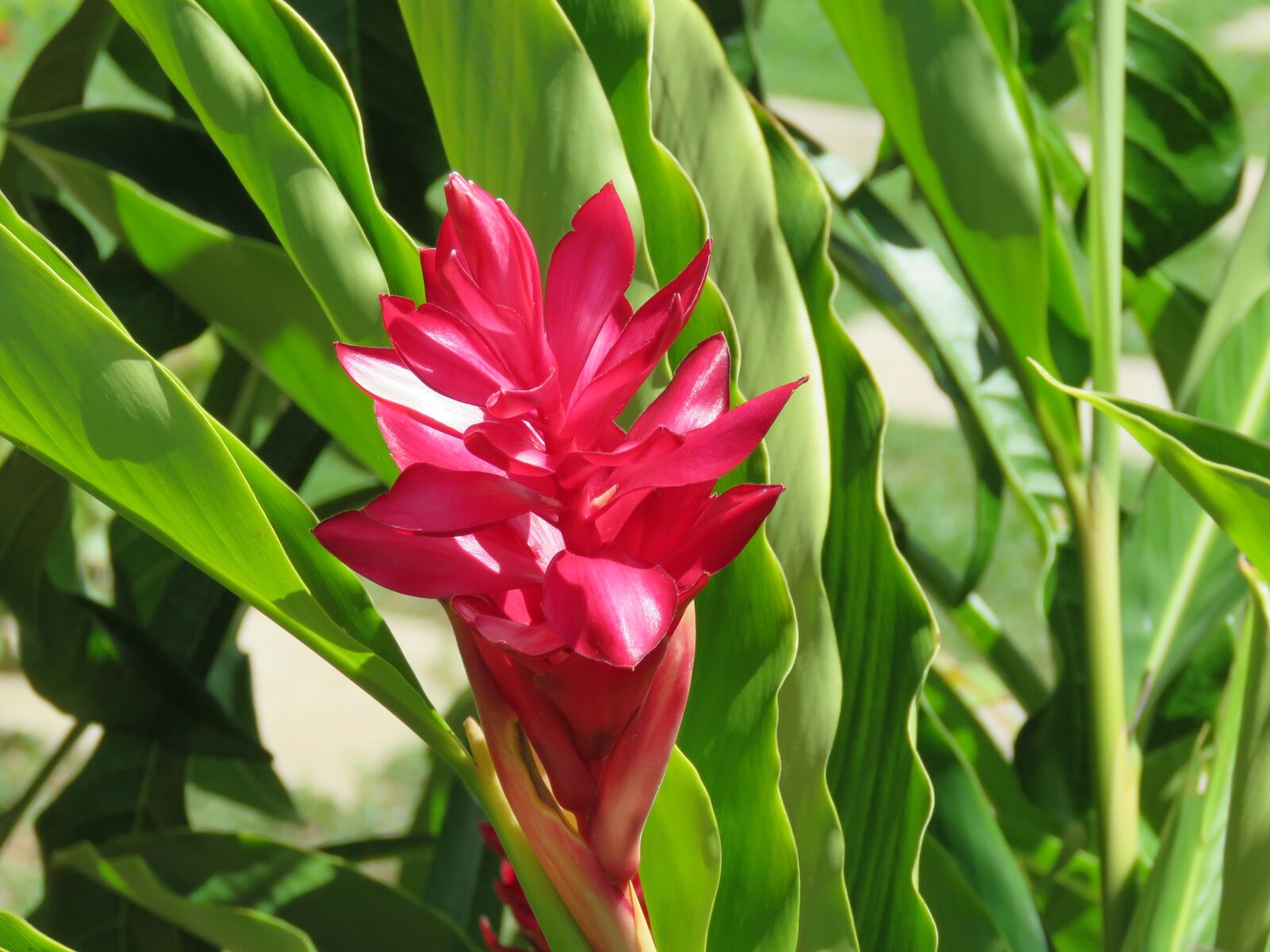 Canon PowerShot SX60 HS sample photo. Alpinia, flower, red photography