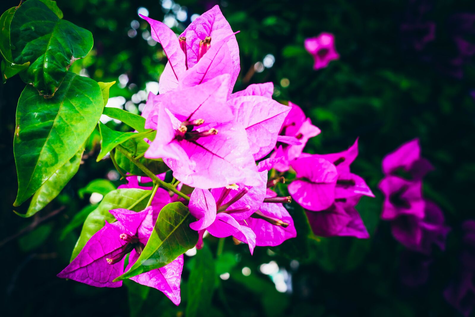 Canon EOS 700D (EOS Rebel T5i / EOS Kiss X7i) sample photo. Flowers, gloomy, ถึบ photography