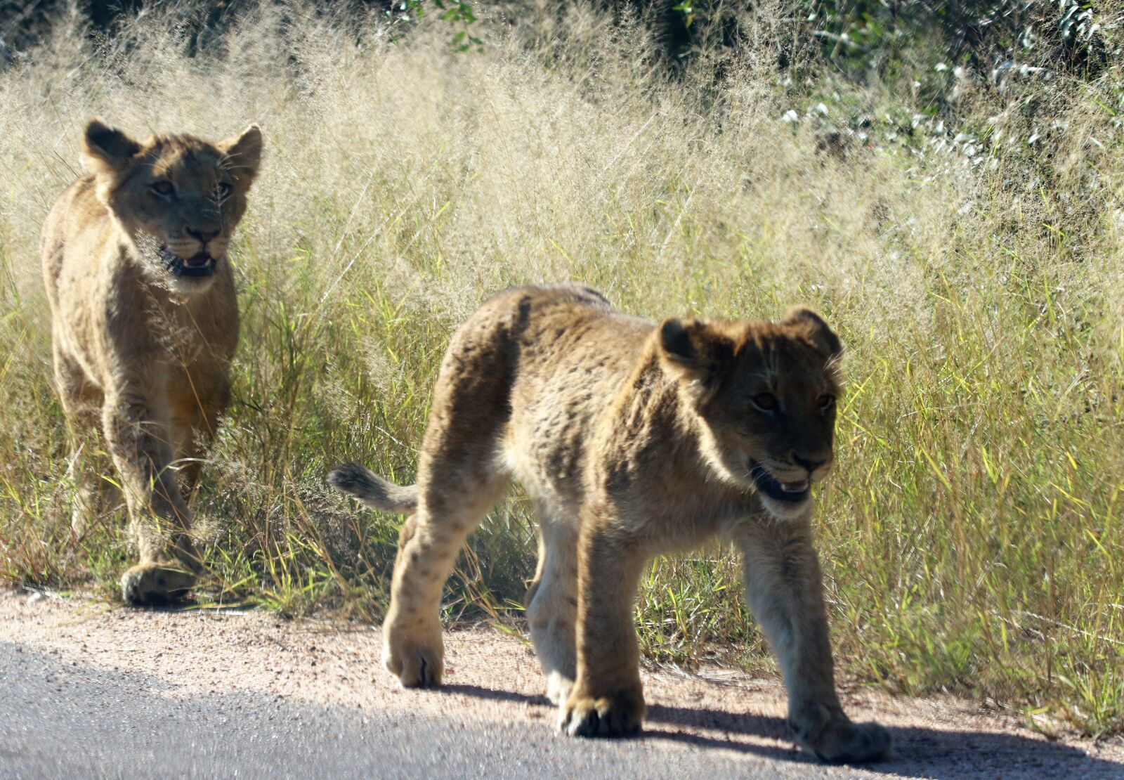 Canon EOS 7D Mark II sample photo. Africa, animals, baby, lions photography