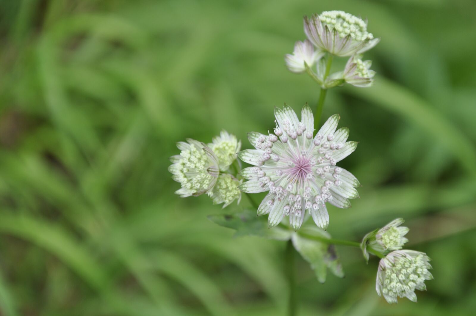 Nikon D90 sample photo. Nature, flower, plant photography