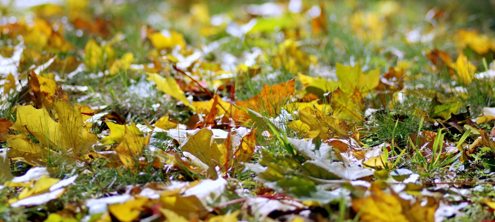 Pentax K-S2 sample photo. Autumn, foliage, autumn gold photography