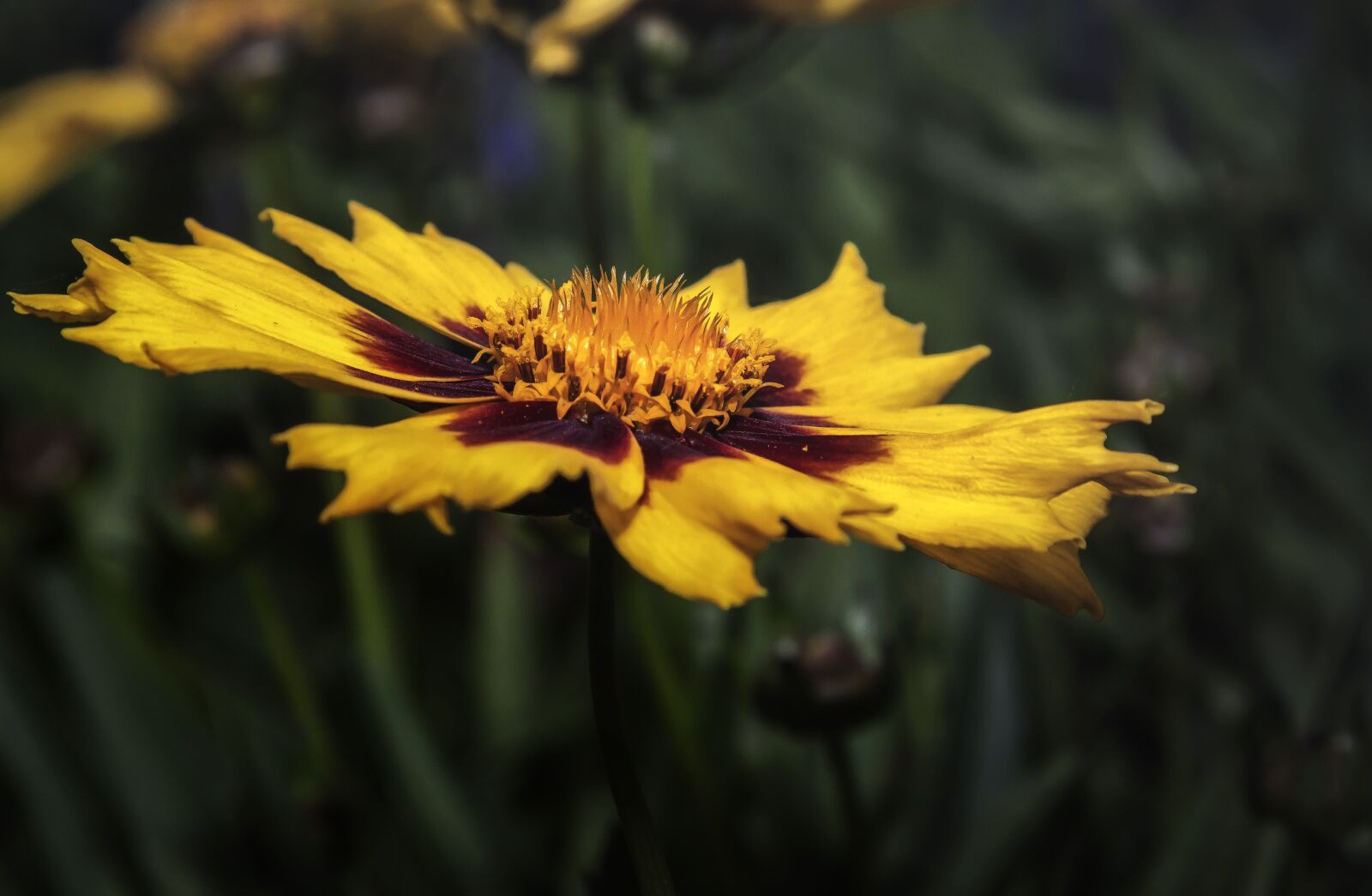 Canon EOS 50D + Canon EF 24-105mm F4L IS USM sample photo. Gailardia, flower, nature photography