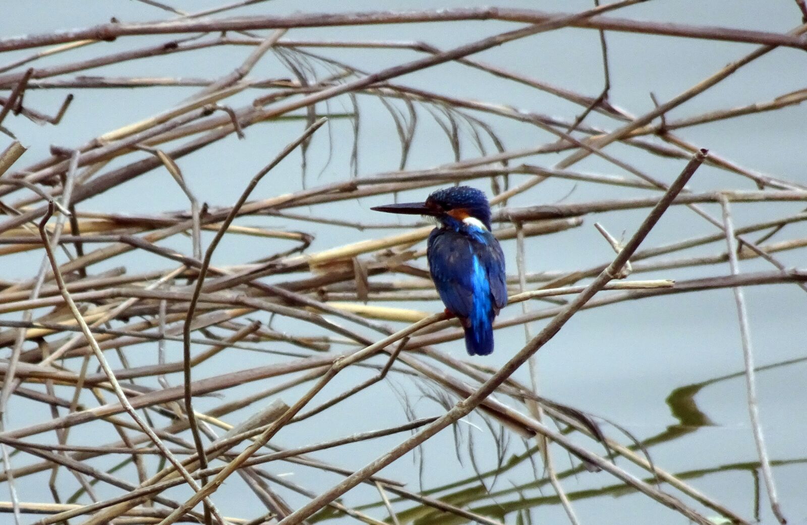 Sony Cyber-shot DSC-HX90V sample photo. Bird, common kingfisher, alcedo photography