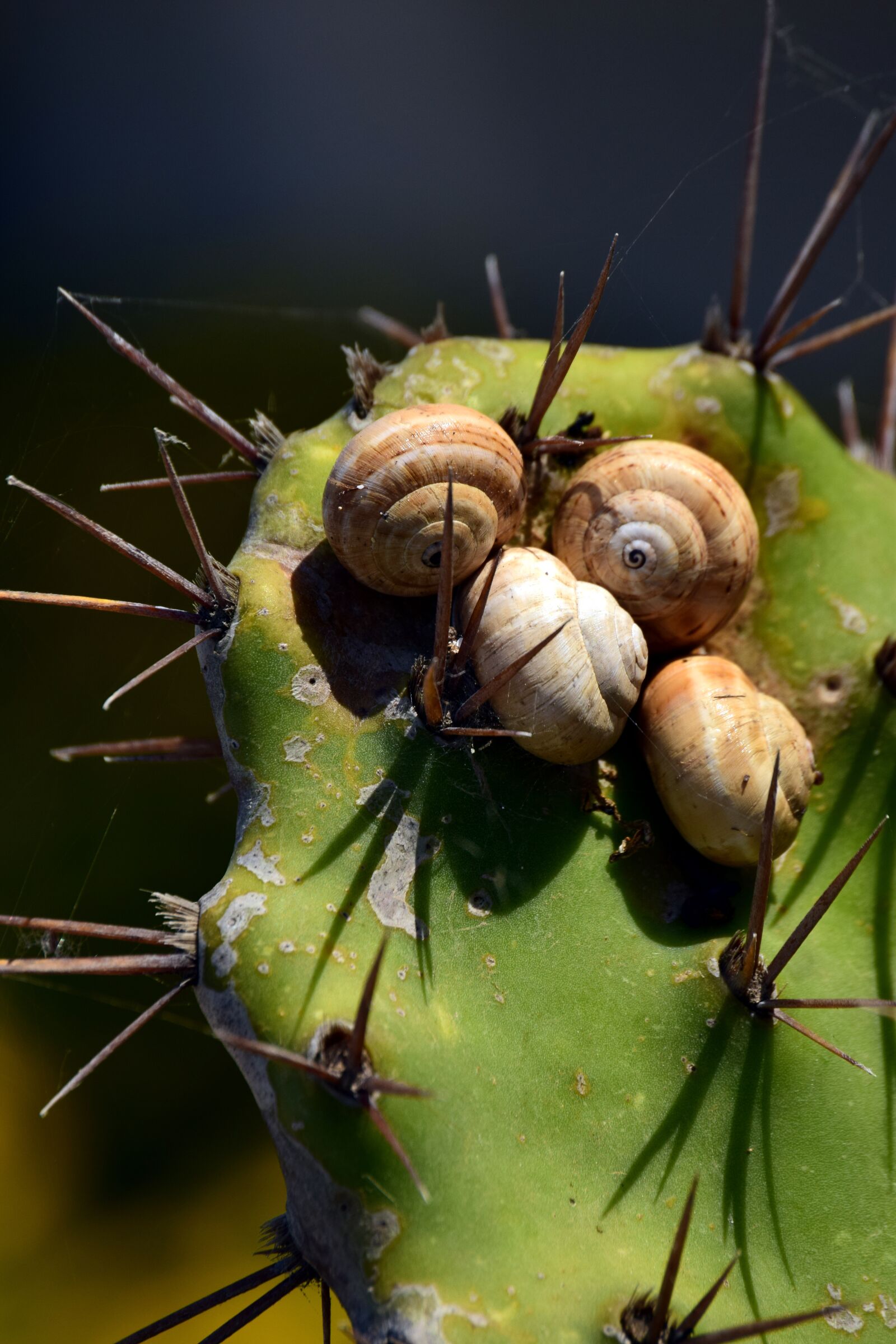 Nikon D3300 sample photo. Cactus, green, snails photography