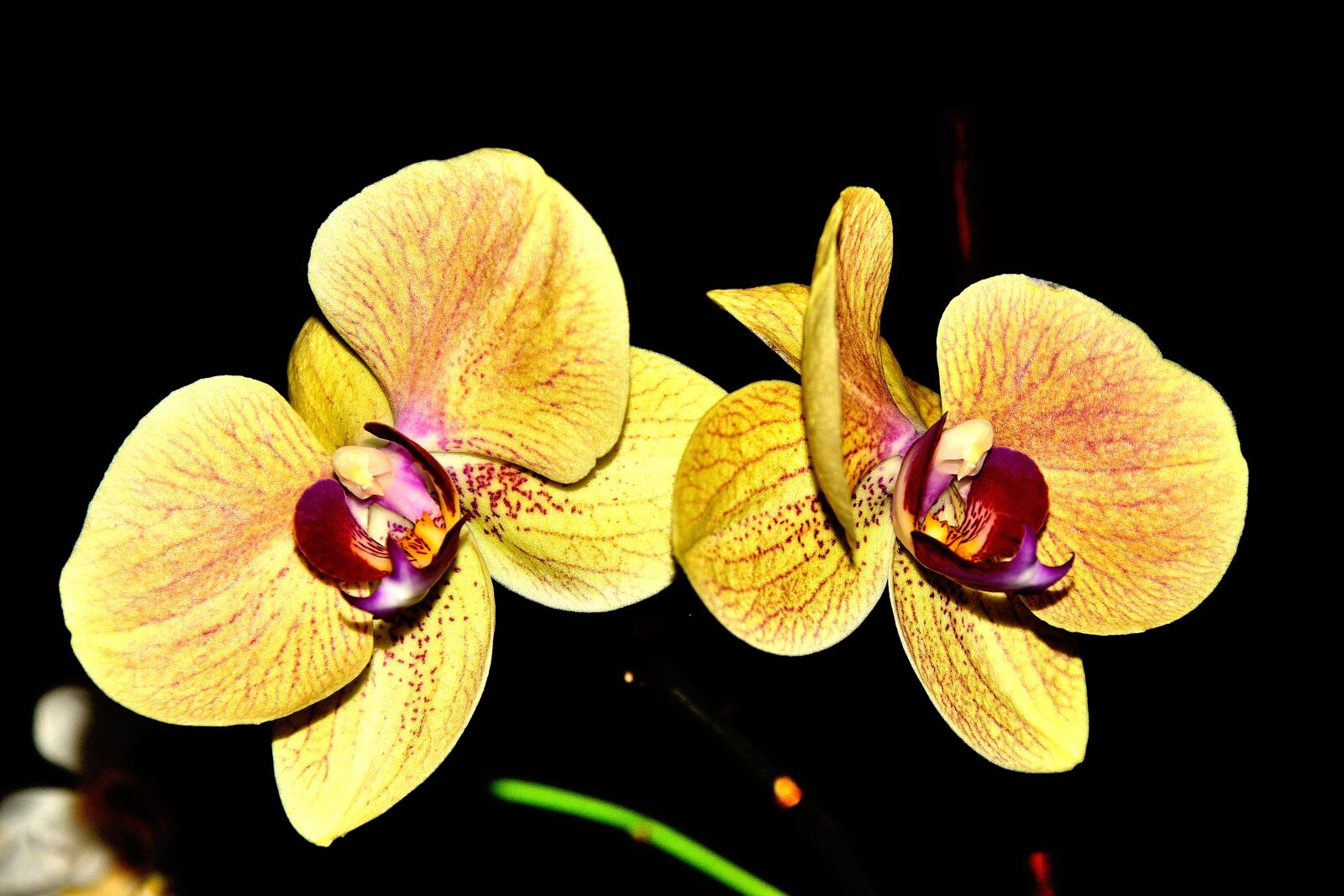 Nikon D3300 sample photo. Orchid, color, yellow photography