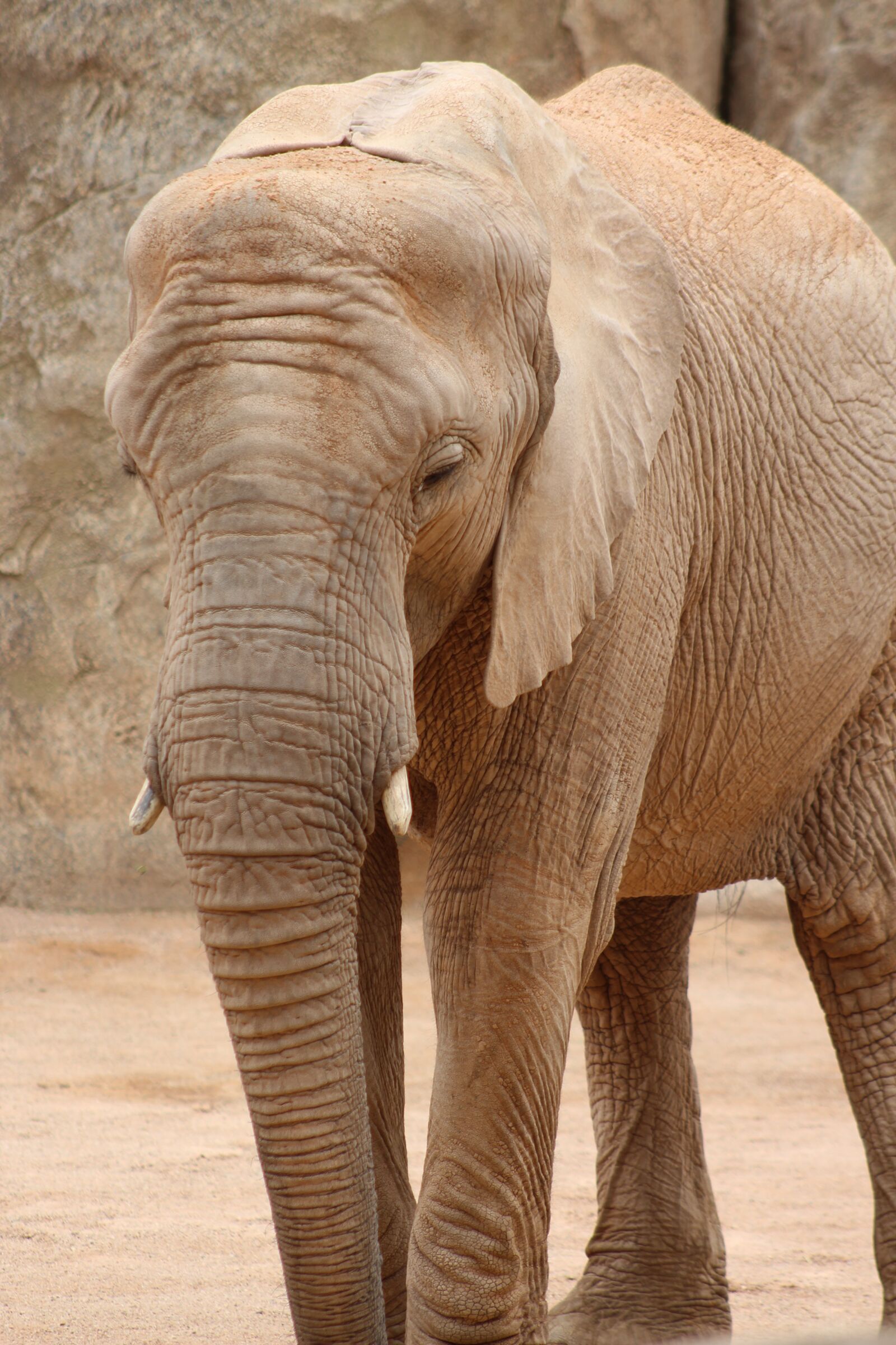 Canon EF75-300mm f/4-5.6 sample photo. Pachyderms, elephant, african photography