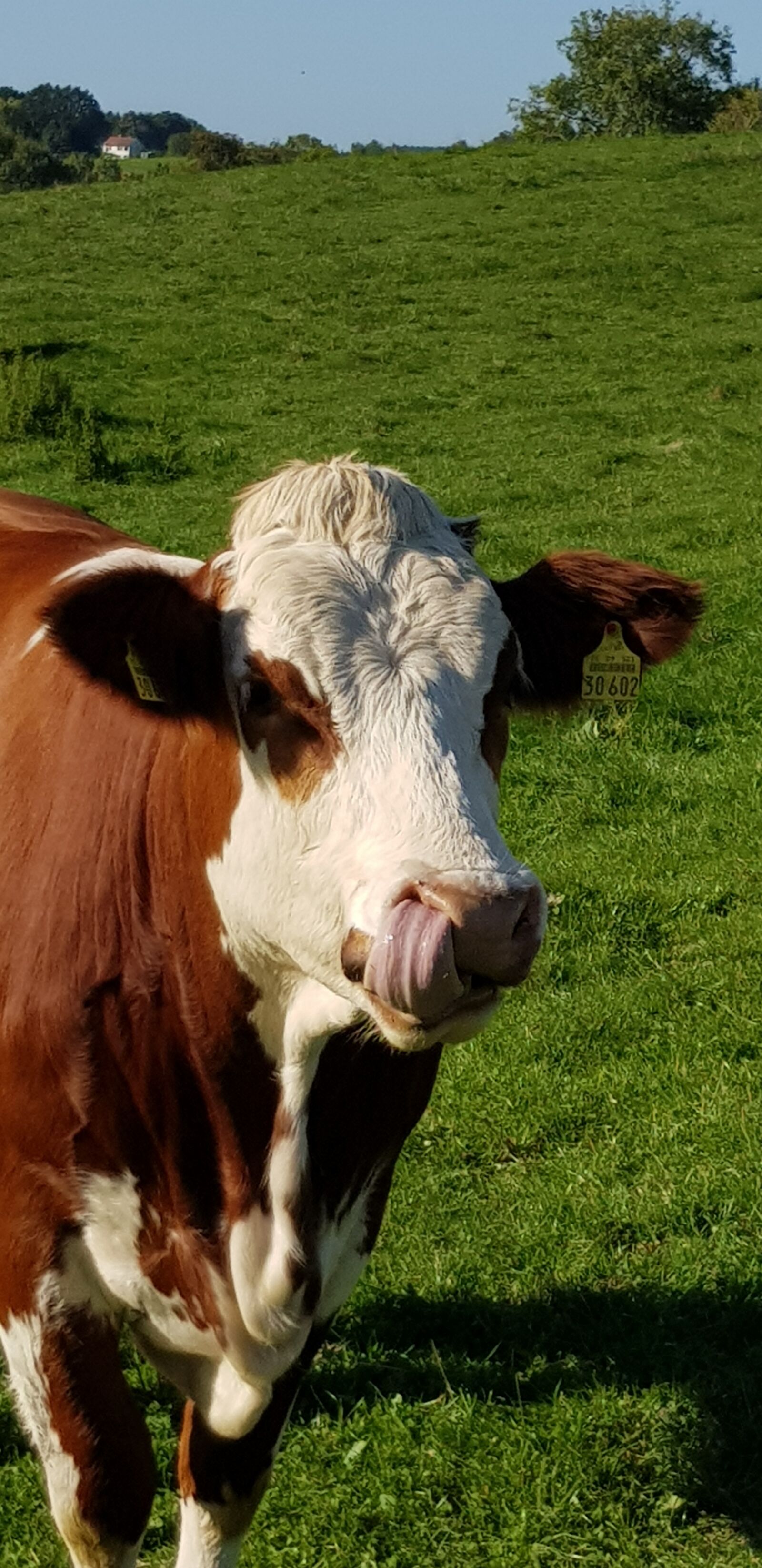 Samsung Galaxy S8 sample photo. Cow, pasture, agriculture photography