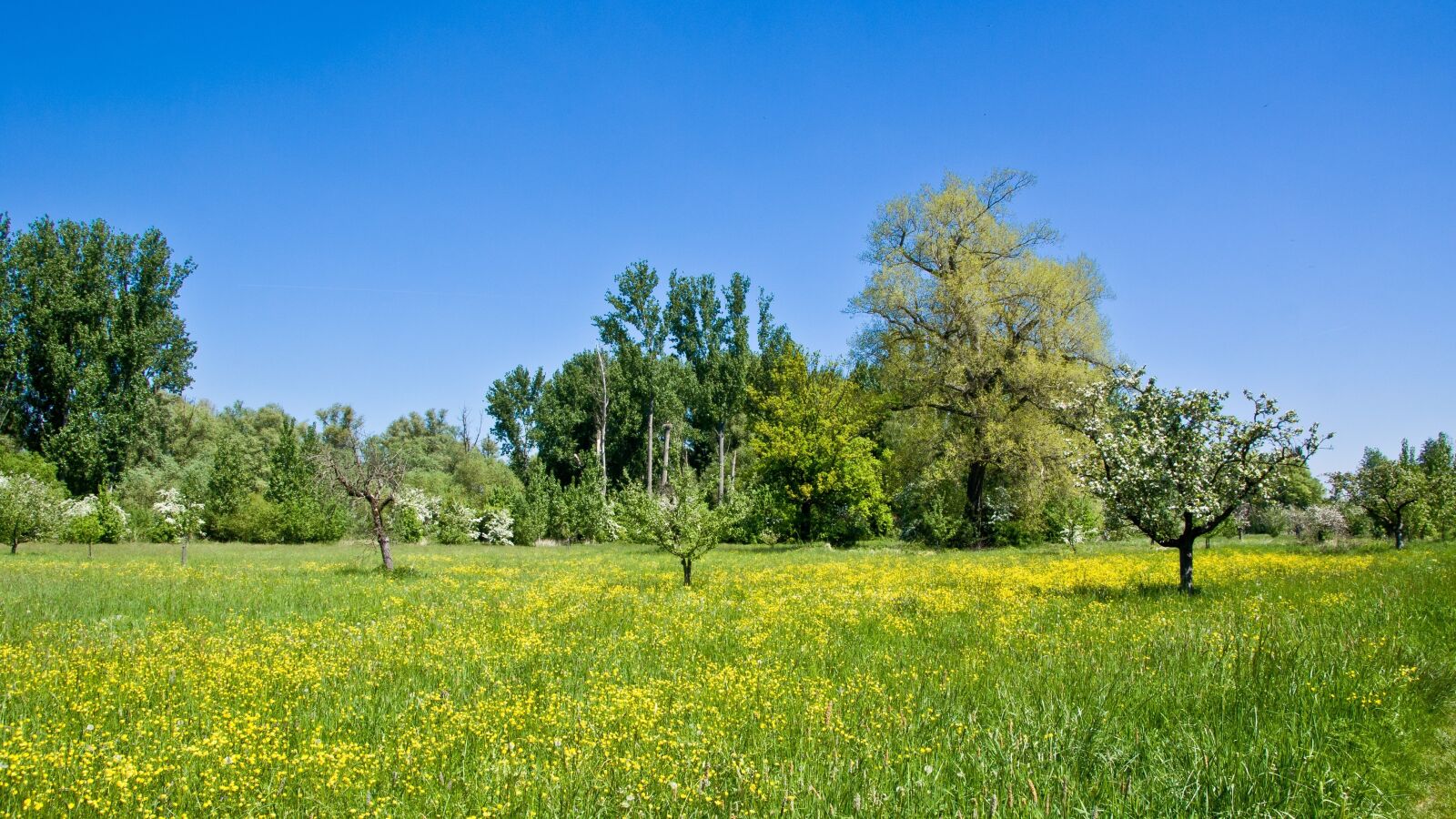 Sony Alpha DSLR-A100 sample photo. Nature, landscape, tree photography