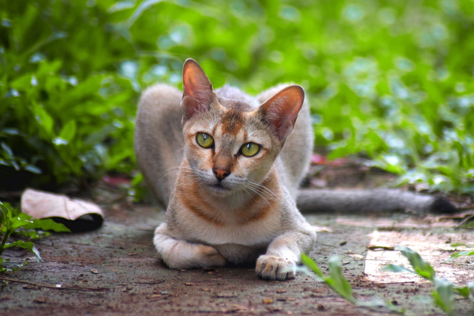 Nikon D3300 sample photo. Cat, terrible, hunter photography