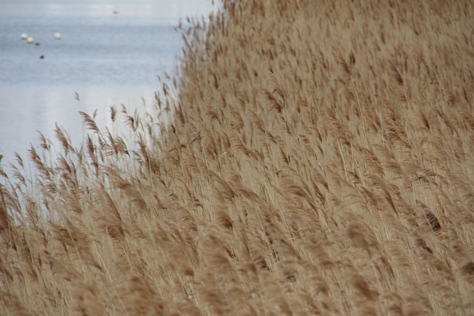 Canon EOS 60D sample photo. Lake, plant, water photography