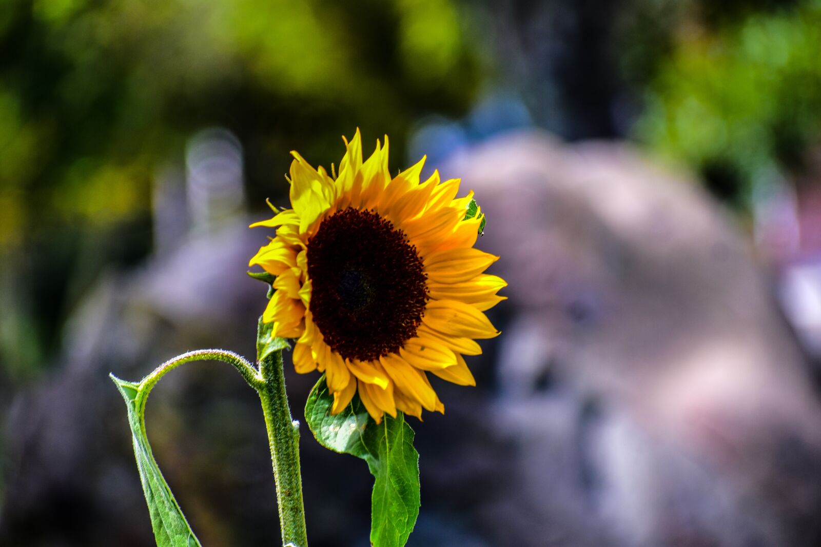 Nikon D3400 sample photo. Sunflower, flowers, garden photography