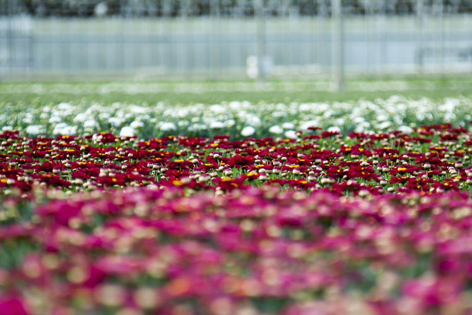 Canon EOS 50D + Canon EF 24-105mm F4L IS USM sample photo. Greenhouse, chrysanthemum, blossom photography