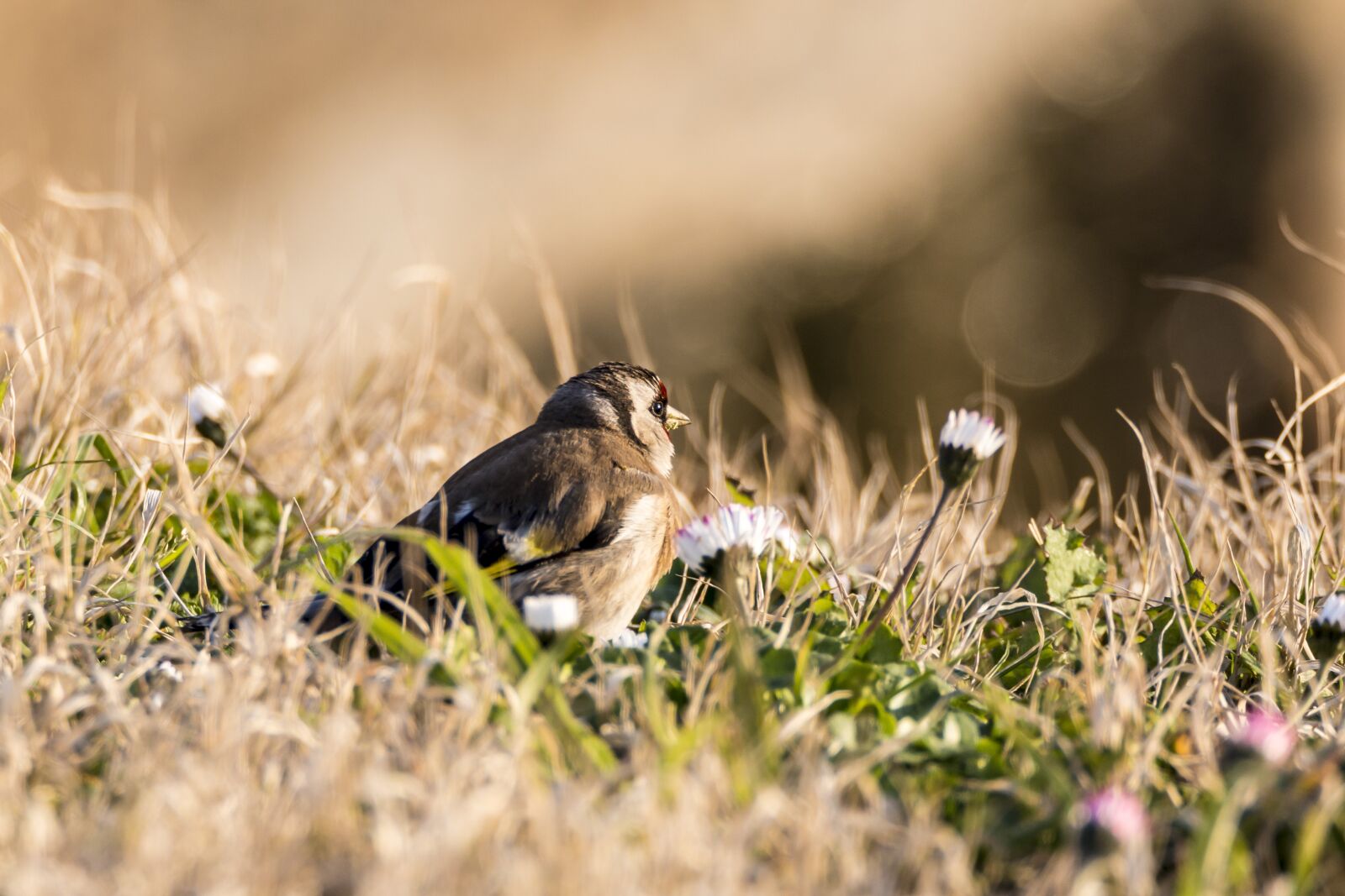 Tamron SP 150-600mm F5-6.3 Di VC USD sample photo. Nature, lawn, wild life photography