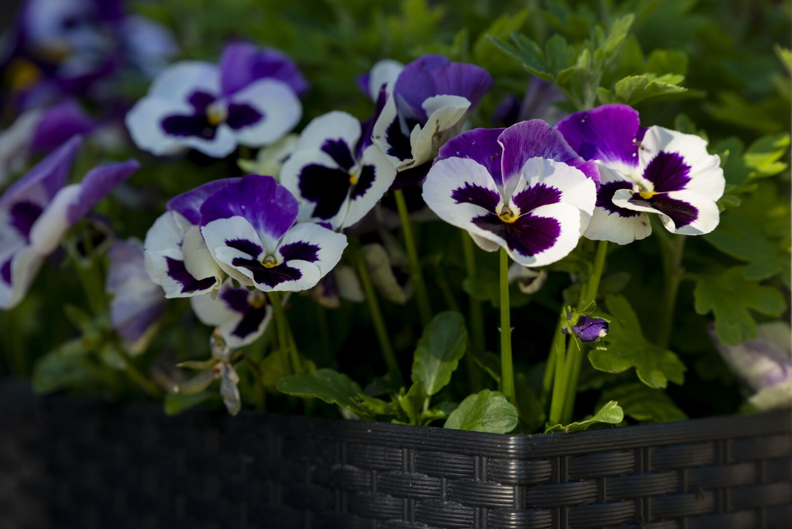 Nikon D800 sample photo. Flowers, sunset, spring photography