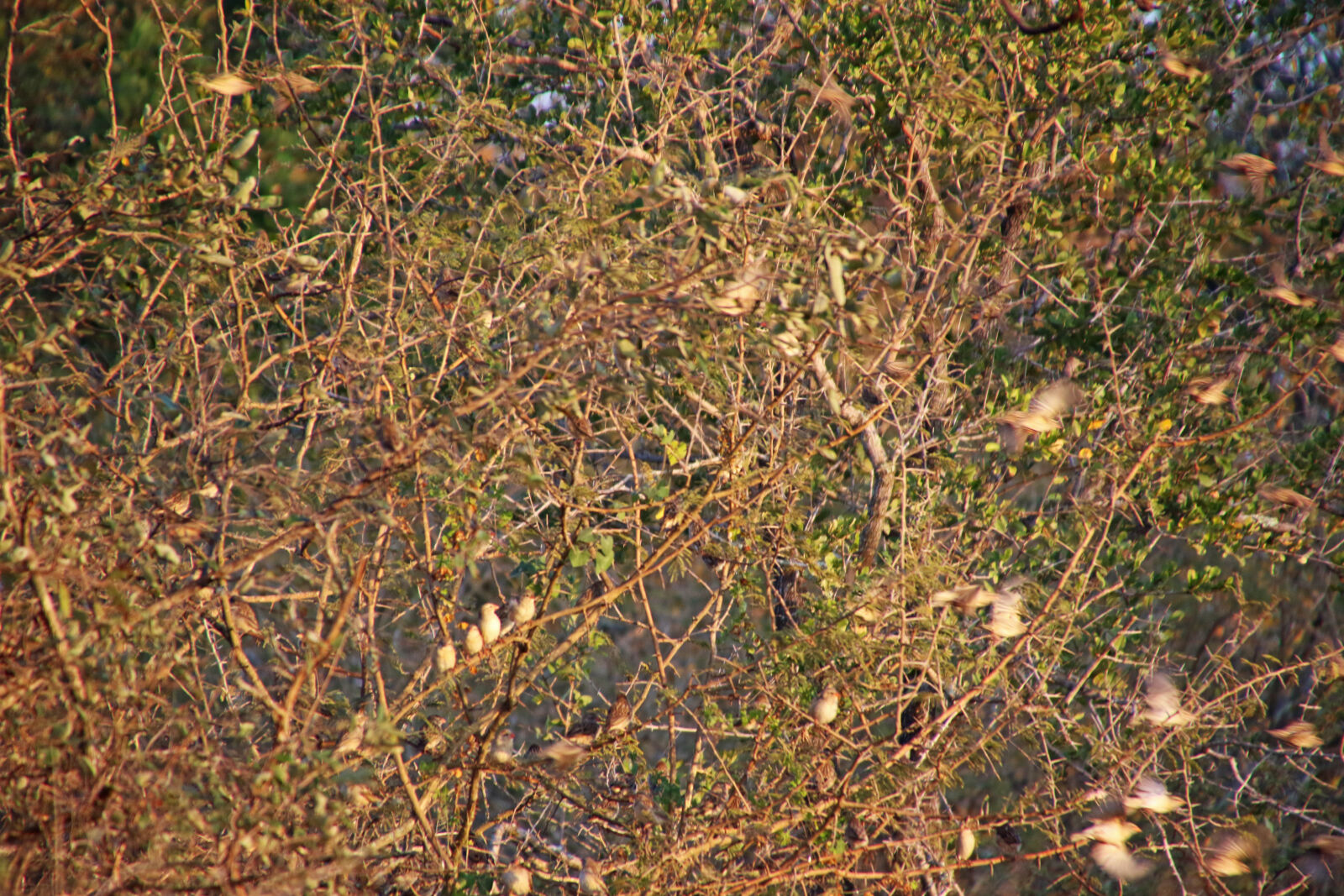 Canon EOS 7D Mark II sample photo. Animals, birds, flock, of photography