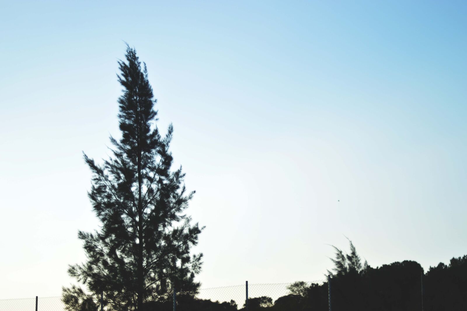 Nikon D3200 sample photo. Trees photography