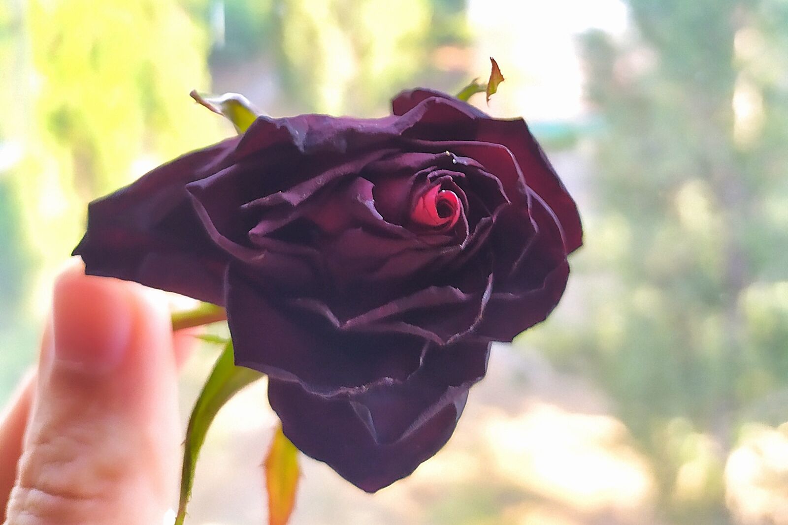 Xiaomi Redmi Note 7 sample photo. Rose, wilted rose, bouquet photography