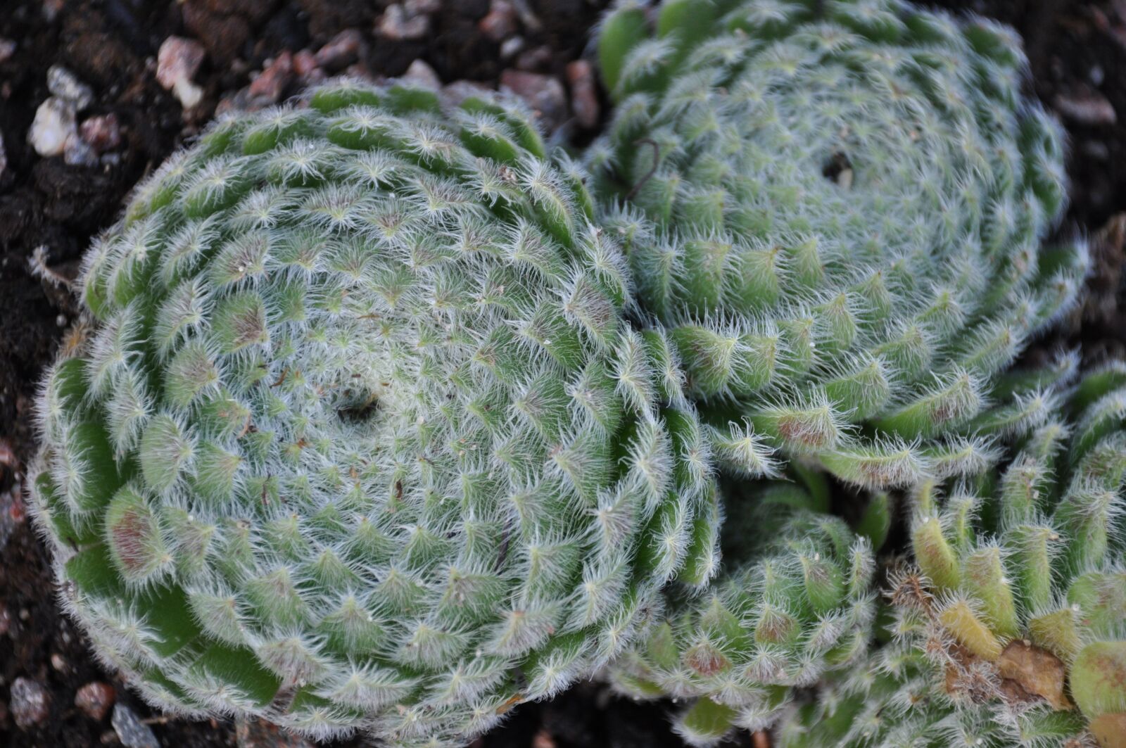 Nikon D90 sample photo. Cactus, closeup, flowers photography