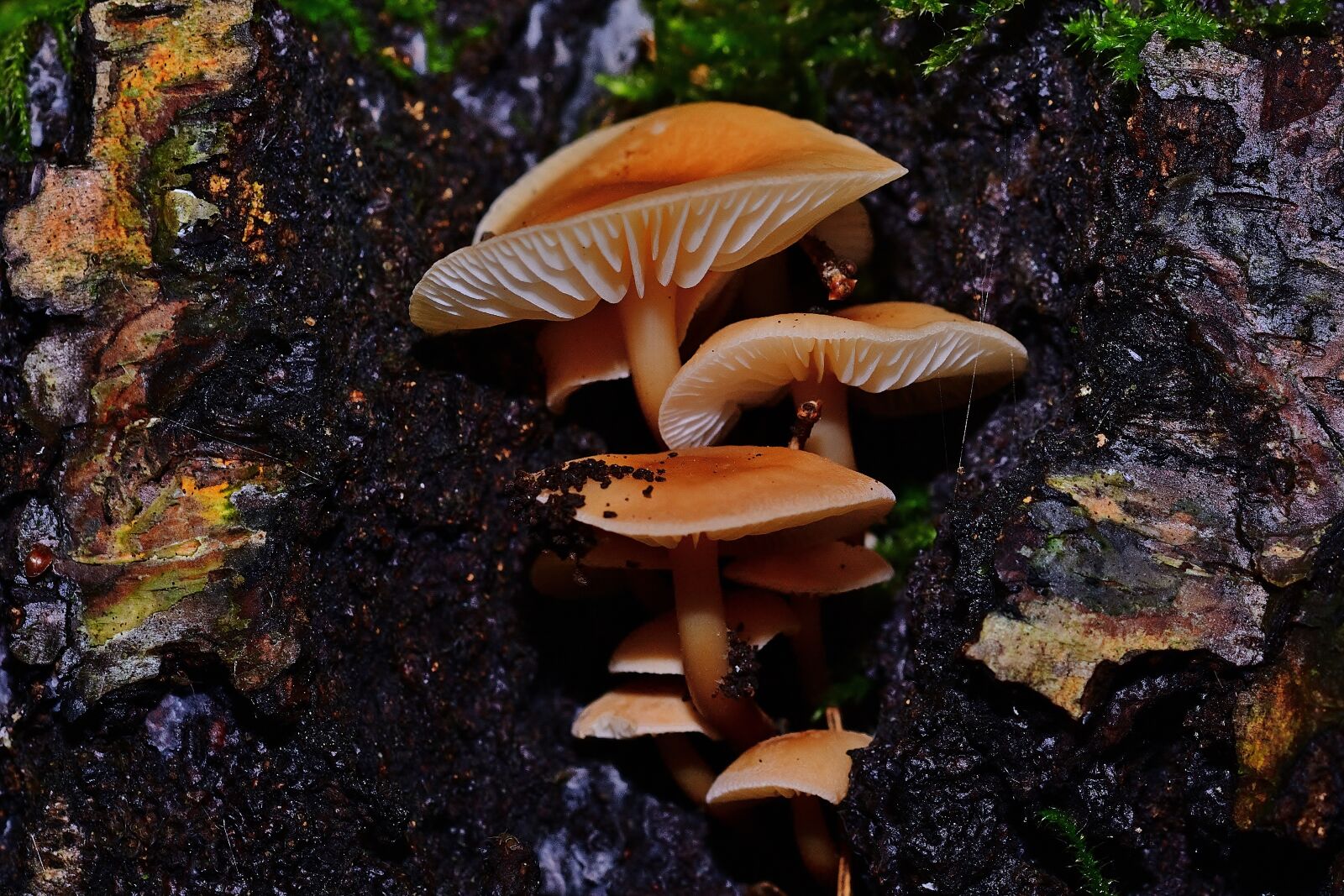 Nikon D5200 sample photo. Autumn, mushrooms, tree stump photography