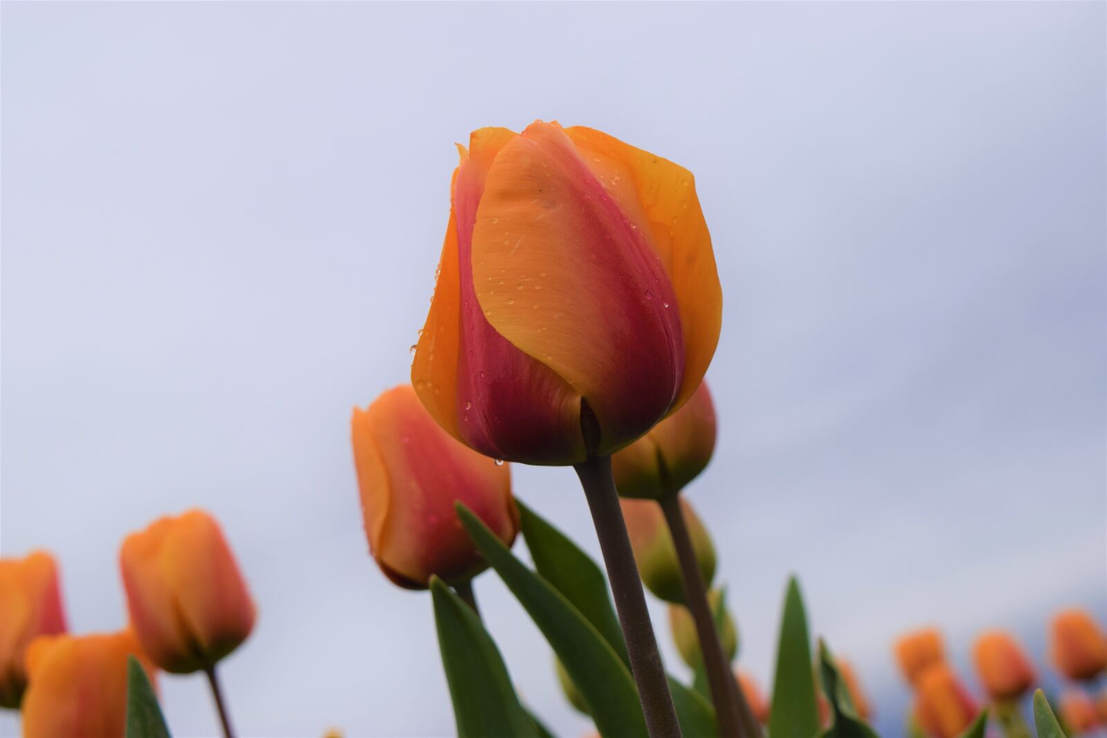 Nikon D3300 sample photo. Yellow, orange, tulips photography