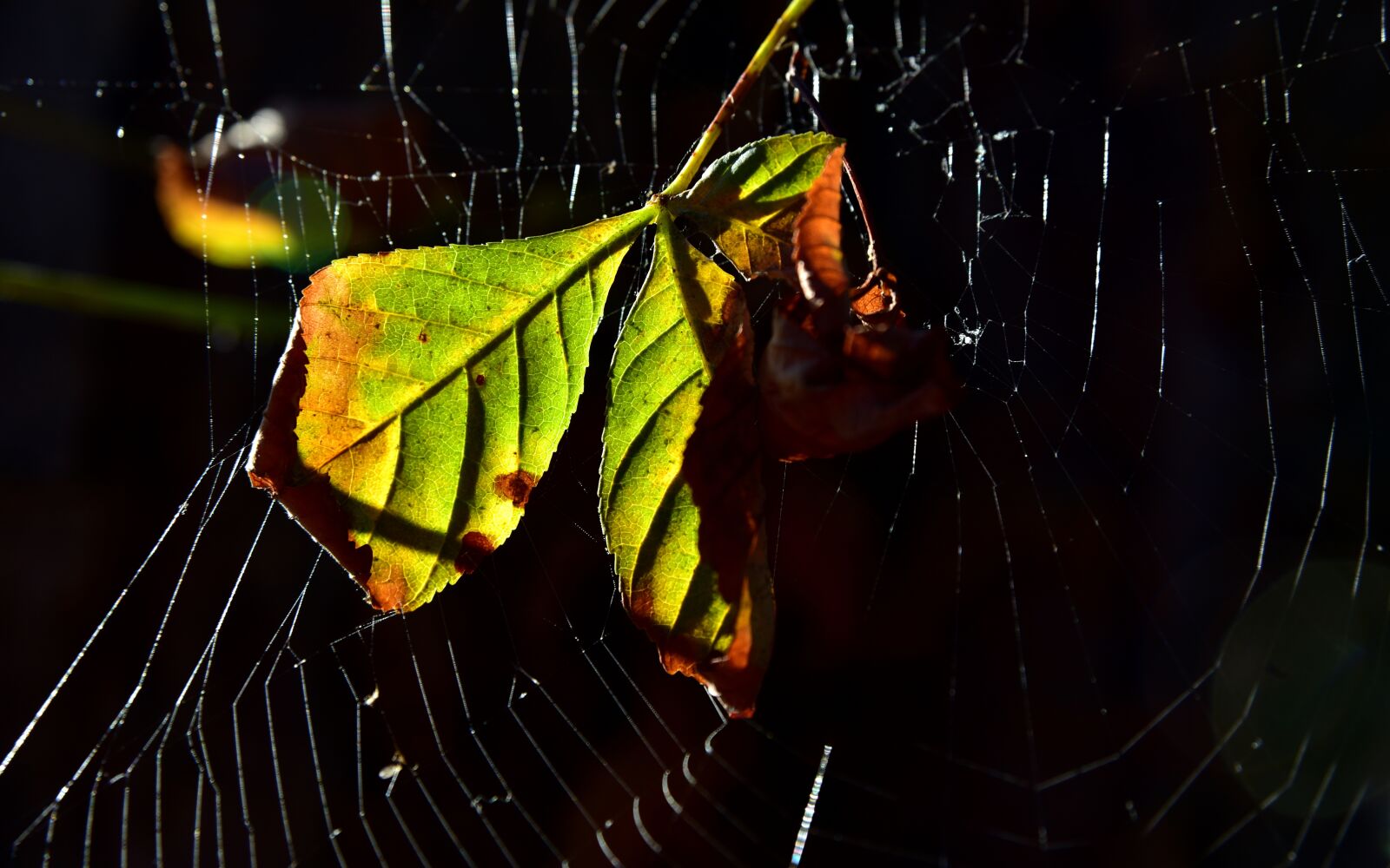 Nikon D750 sample photo. Spider webs, leaf, nature photography