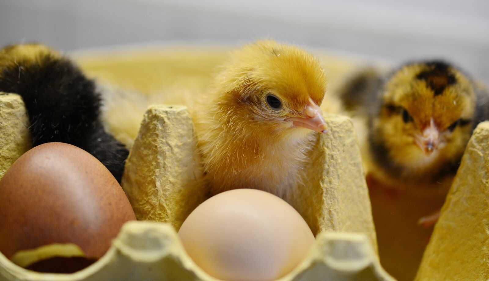 Nikon D5200 sample photo. Chicks, hatched, young animal photography