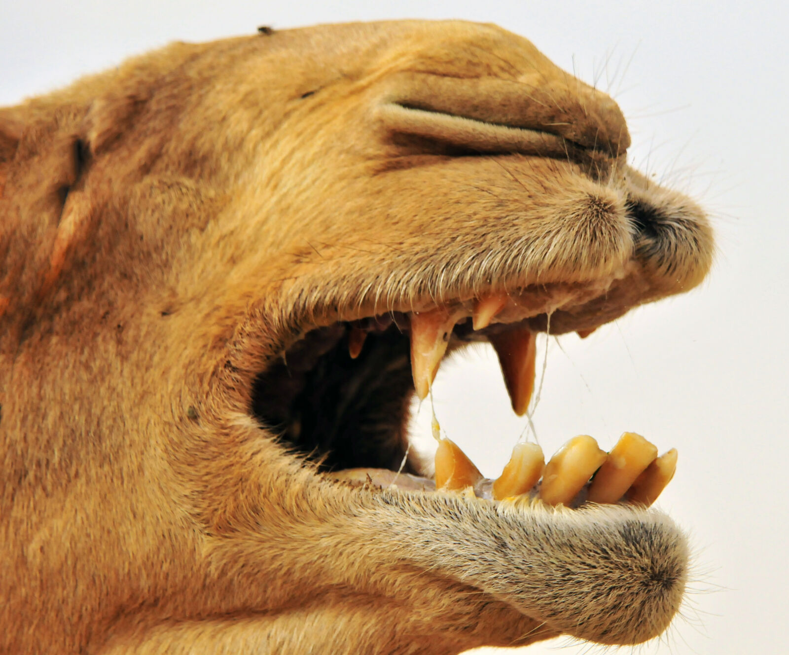 Nikon D300 sample photo. Arabian, camel, bite, camel photography