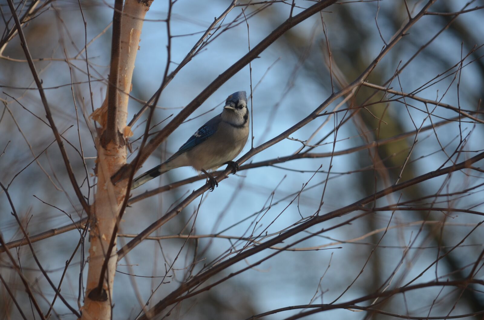 Nikon D5100 sample photo. Bird, bluejay, jay photography