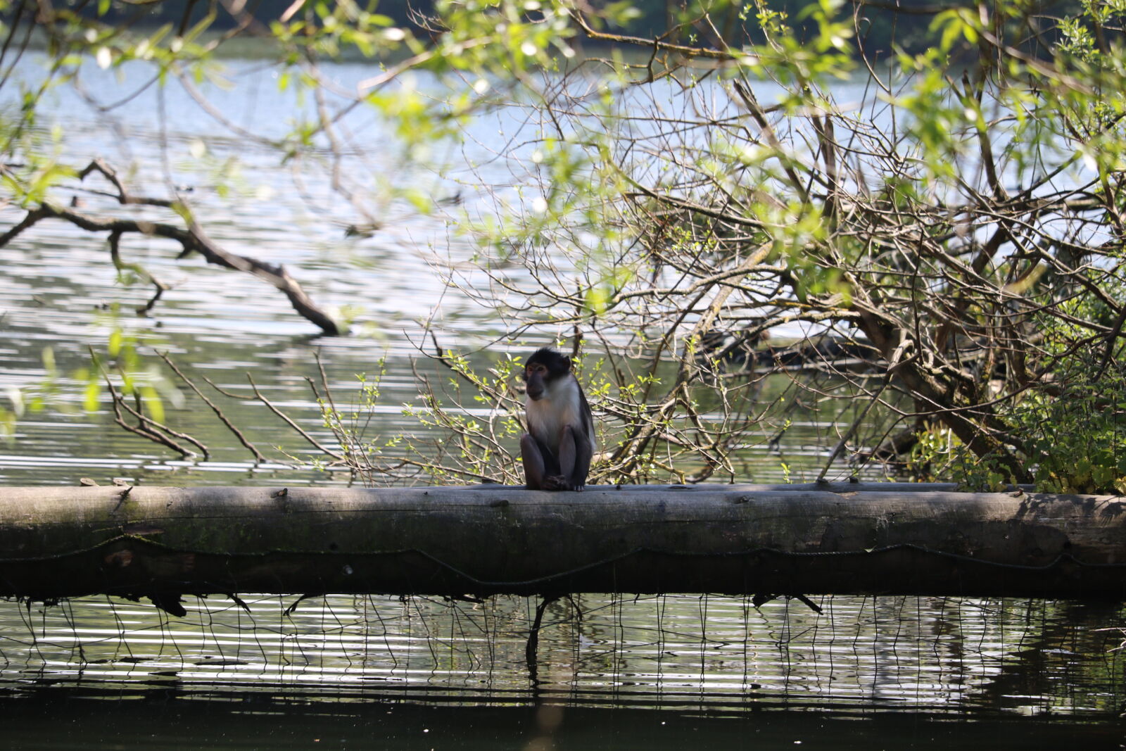 Canon EF-S 55-250mm F4-5.6 IS STM sample photo. Alone, animals, monkey, sitting photography