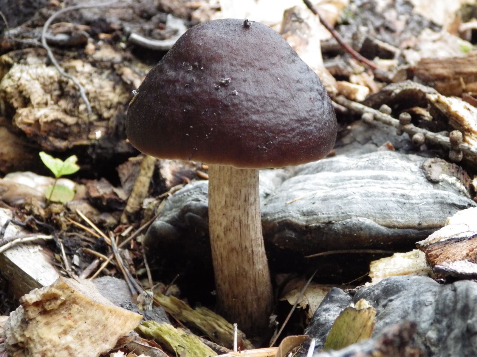 Pentax X-5 sample photo. Mushrooms, leccinum scabrum, forest photography