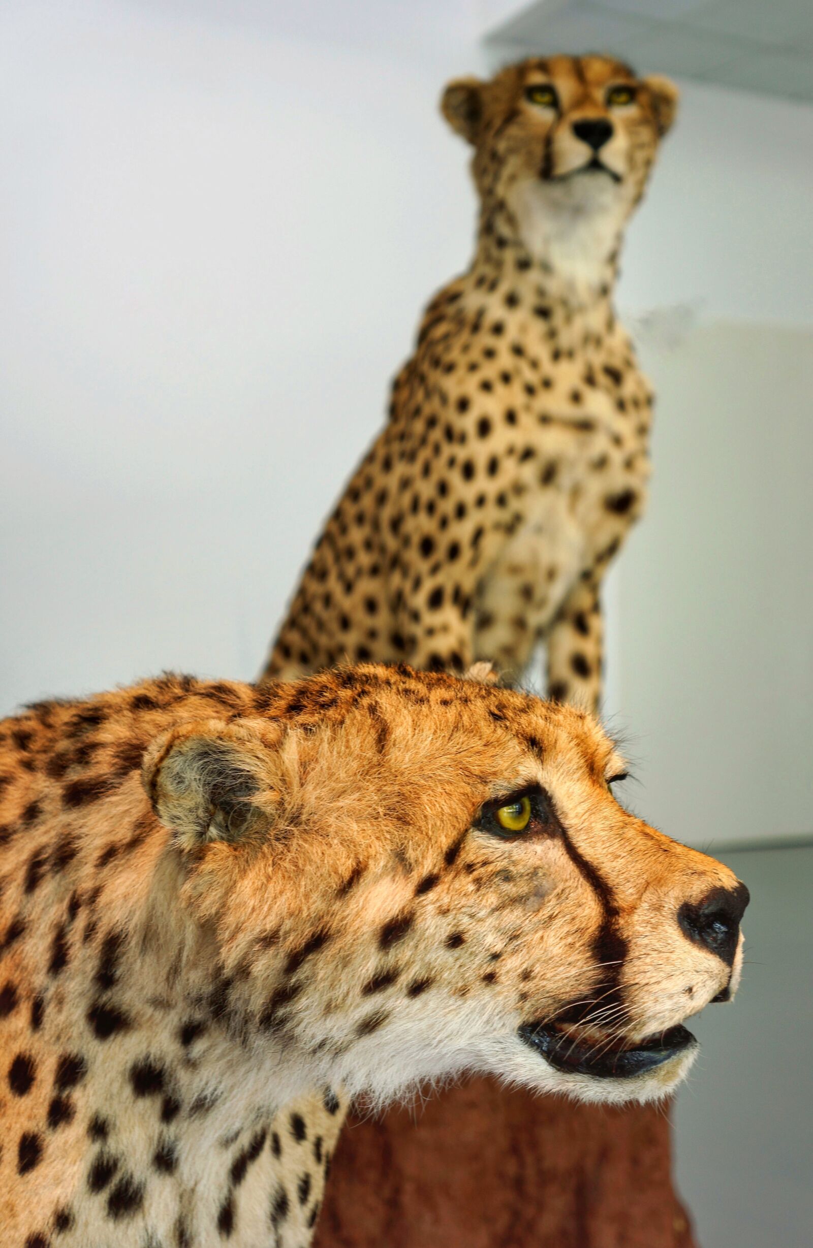 Sony Alpha NEX-7 + Sony E 18-55mm F3.5-5.6 OSS sample photo. Leopards, life size, animals photography