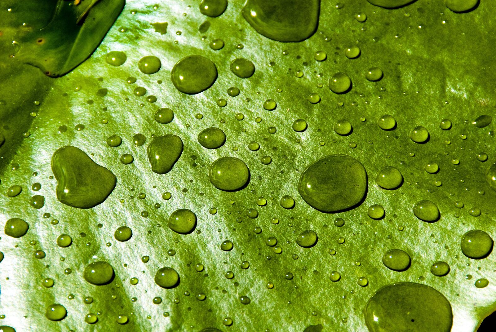 Nikon D200 sample photo. Water, lilly, droplets photography