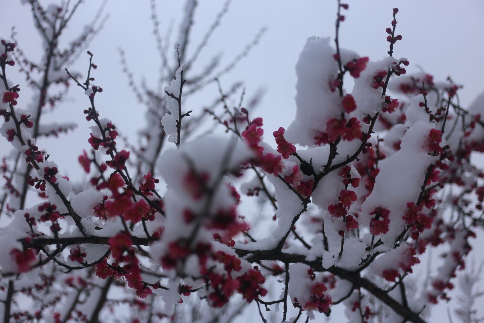 Canon EF 40mm F2.8 STM sample photo. Branch, tree, season photography