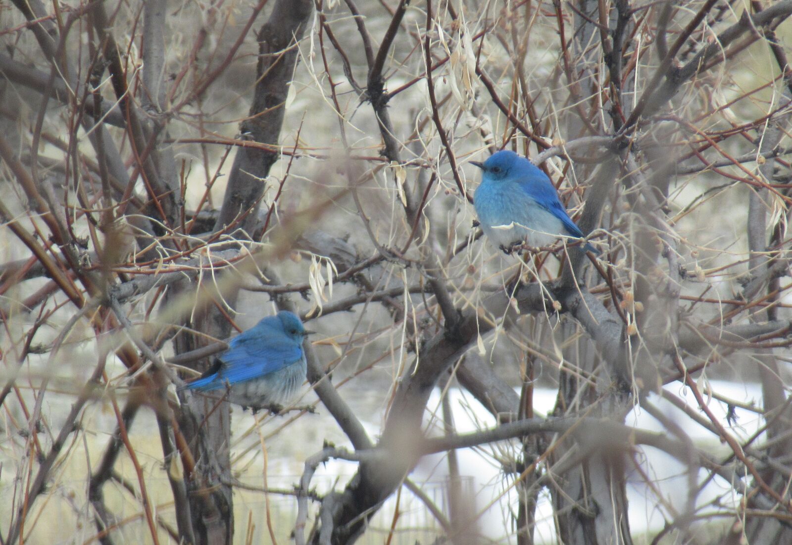 Canon PowerShot SX620 HS sample photo. Birds, blue, nature photography