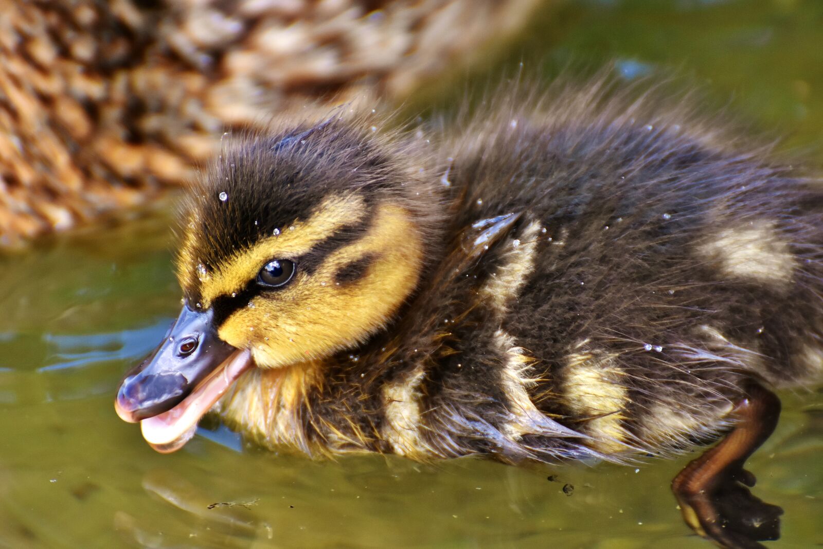 Nikon D7200 sample photo. Mallard, chicks, baby photography