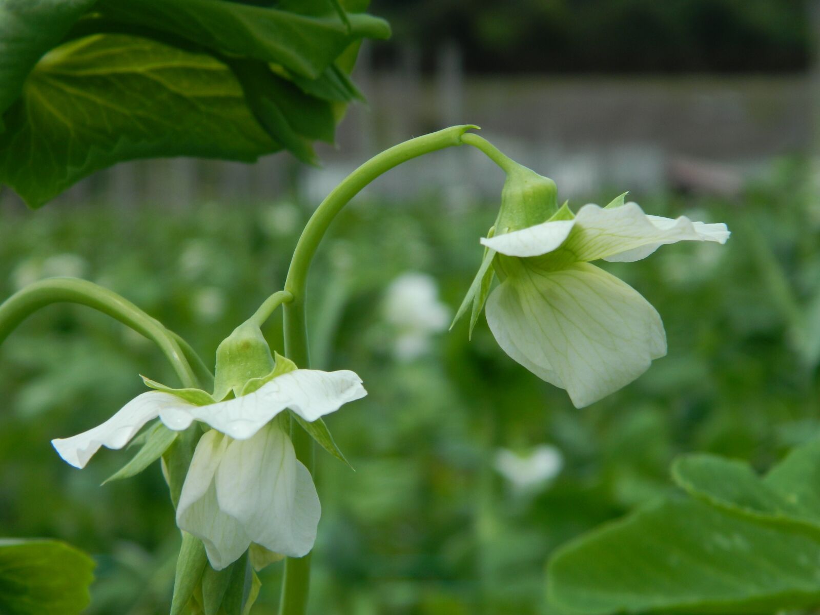 Nikon COOLPIX L310 sample photo. Flower, pea, field photography