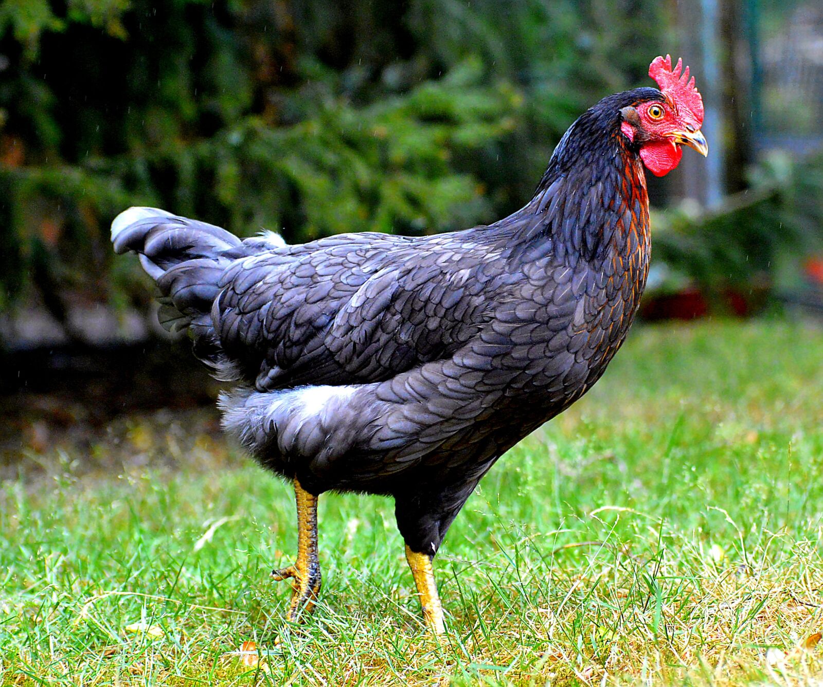Nikon D3200 sample photo. Chicken, comb, animal world photography