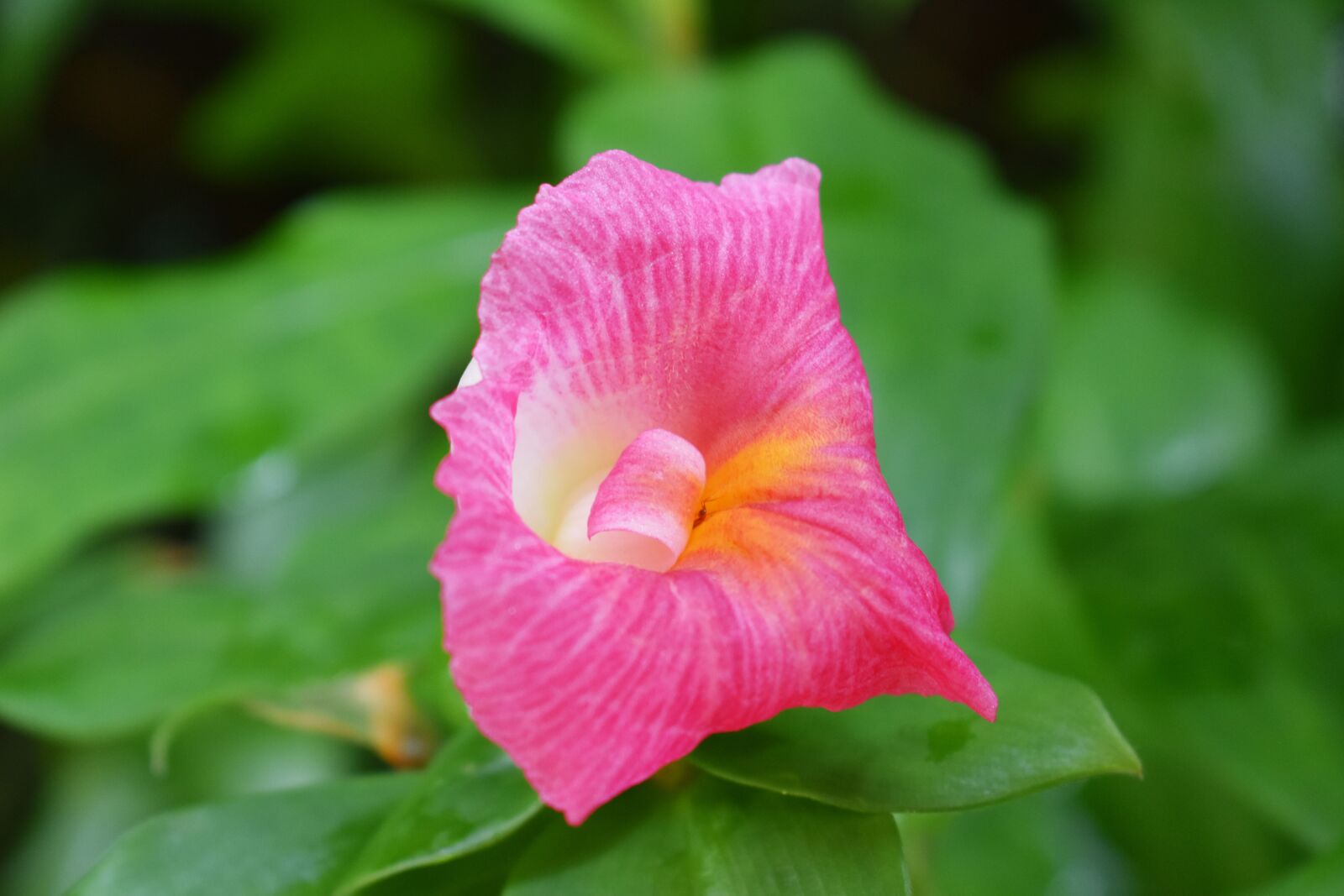 Nikon D3400 sample photo. Pink flower, garden, summer photography