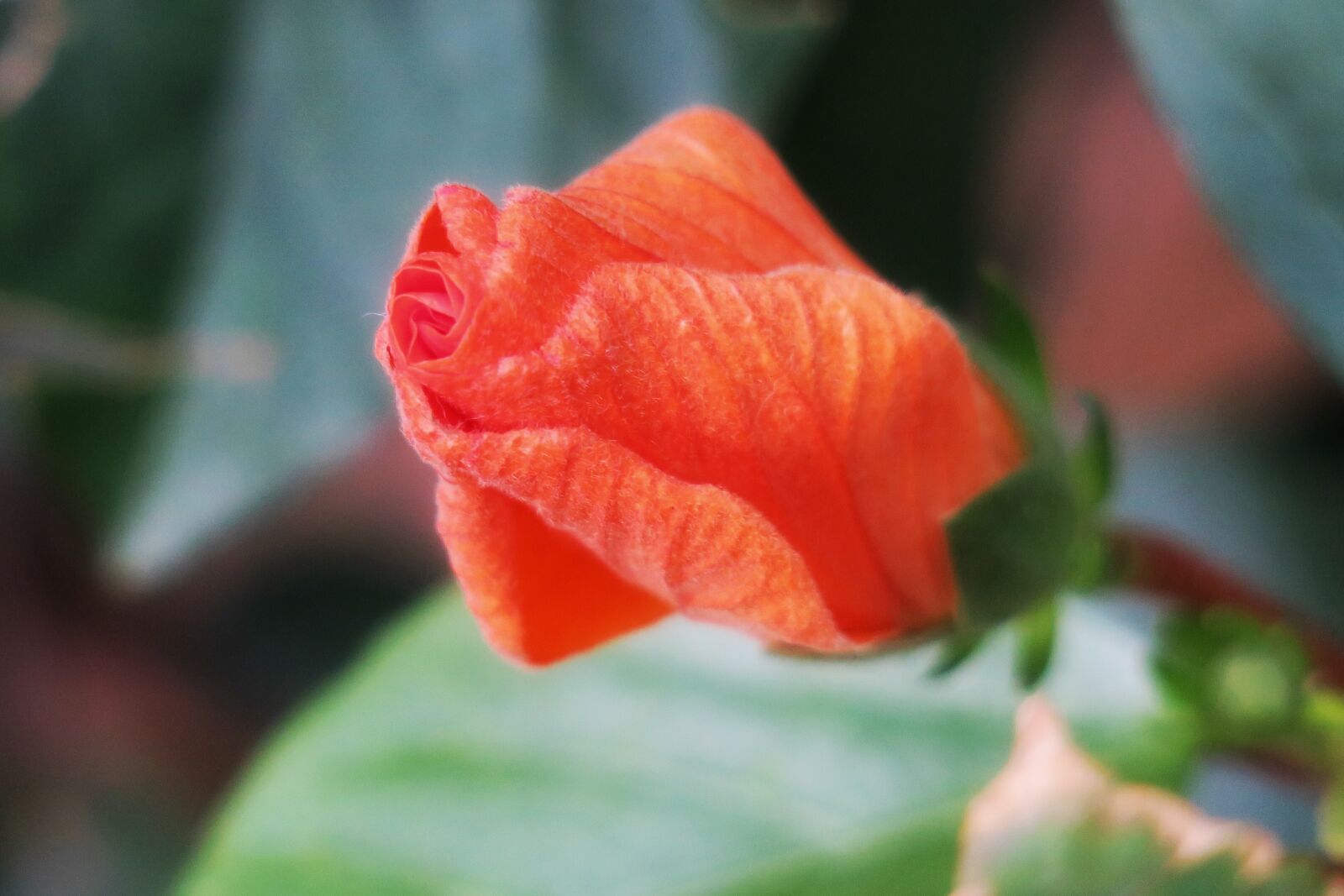 Canon PowerShot G3 X sample photo. Flower, nature, leaf photography
