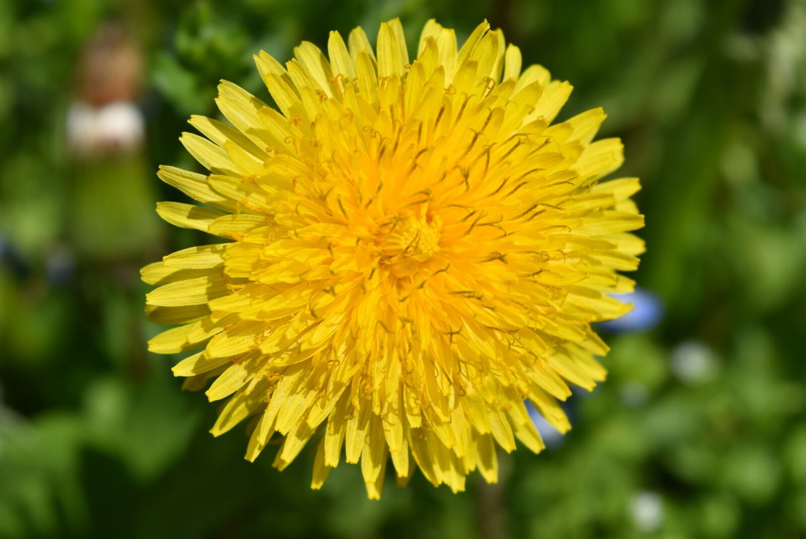 Nikon D5500 sample photo. Taraxacum officinale, flower, taraxacum photography