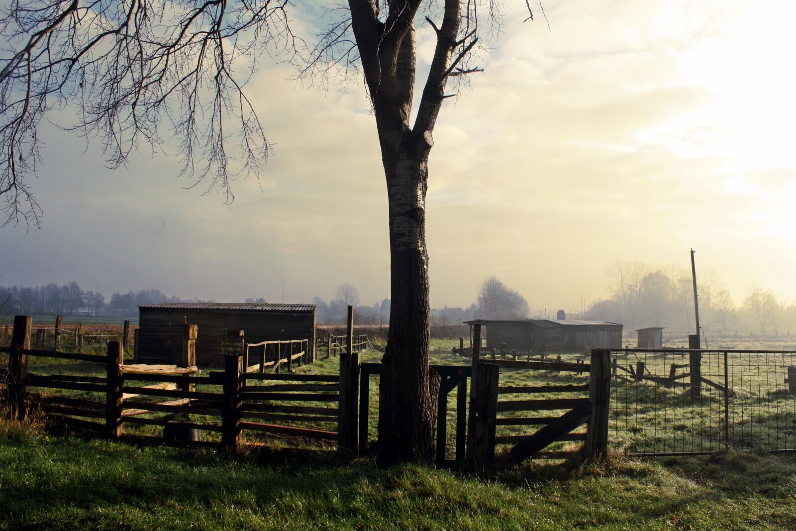 Canon EOS 1000D (EOS Digital Rebel XS / EOS Kiss F) sample photo. Tree, fence, landscape photography