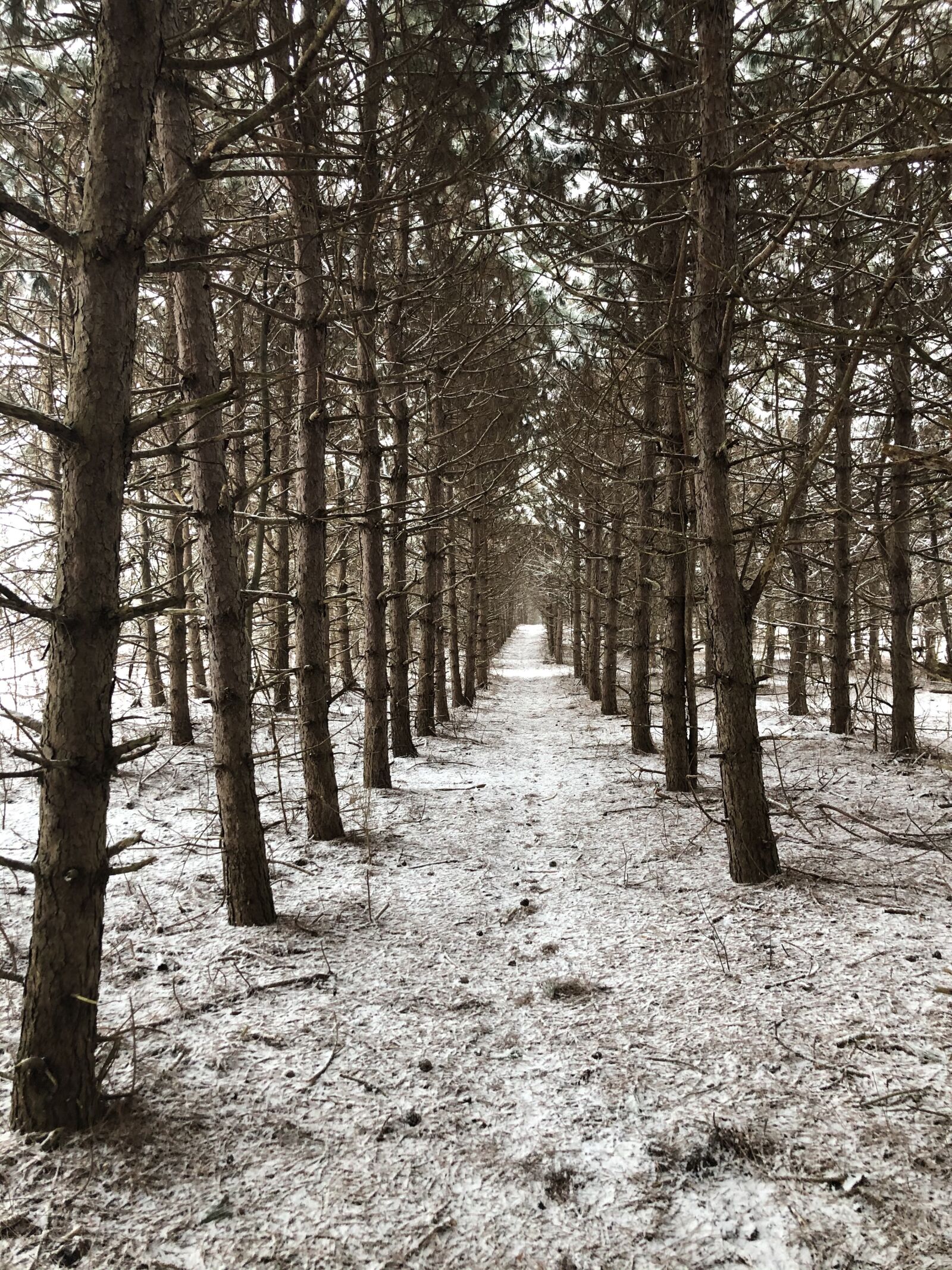 iPhone 8 Plus back dual camera 3.99mm f/1.8 sample photo. Red pine forest, trail photography