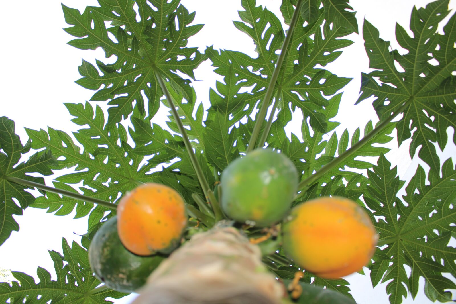 Canon EOS 700D (EOS Rebel T5i / EOS Kiss X7i) sample photo. Papaya, tree, fuit photography