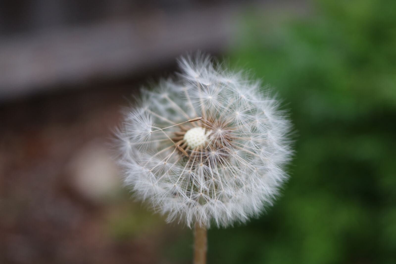 Canon EOS 750D (EOS Rebel T6i / EOS Kiss X8i) sample photo. Dandelion, plant photography