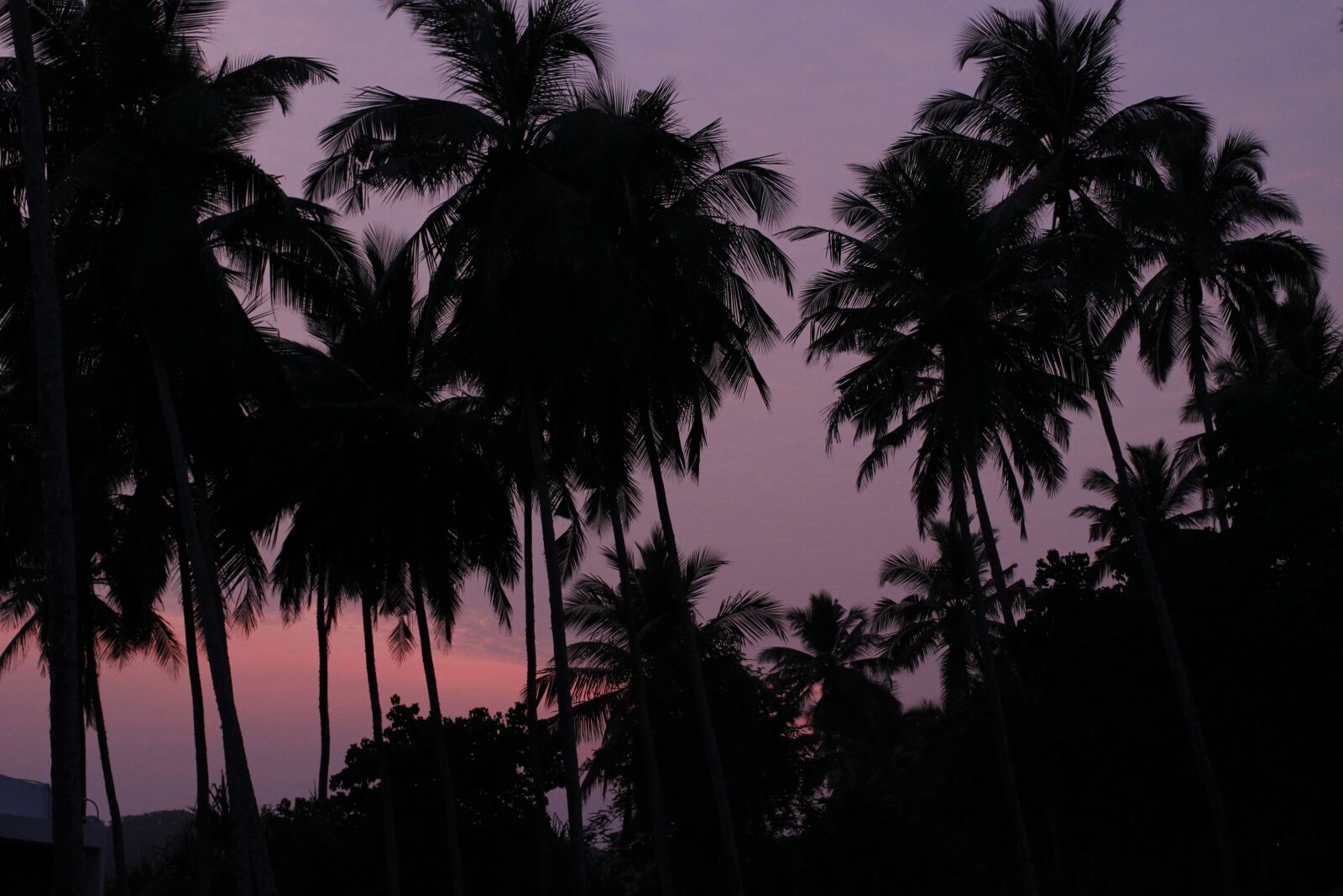Canon EOS 100D (EOS Rebel SL1 / EOS Kiss X7) + Canon EF 40mm F2.8 STM sample photo. Sunset, palm trees, landscape photography