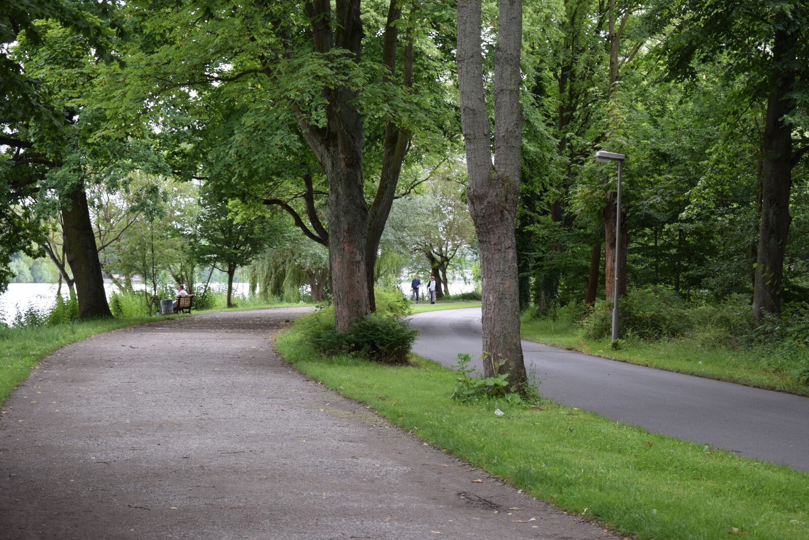 Nikon D3300 sample photo. Forest, path, trees photography